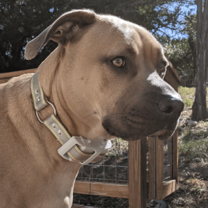 100lb dog gps tracker