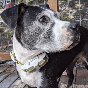50lb dog gps tracker