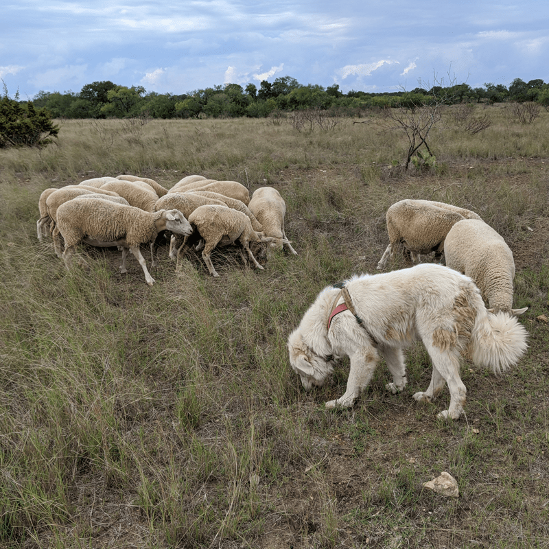 livestock guardian dog gps
