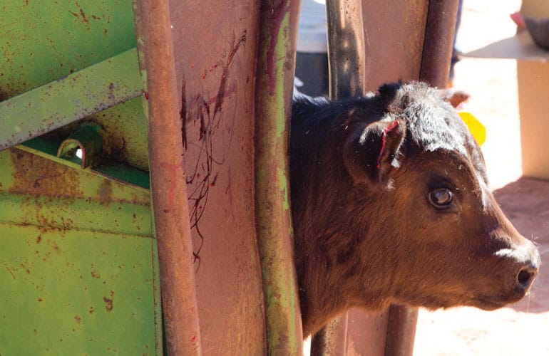 Cattle GPS Tracker in head gate