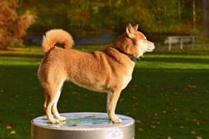 gps dog collar
