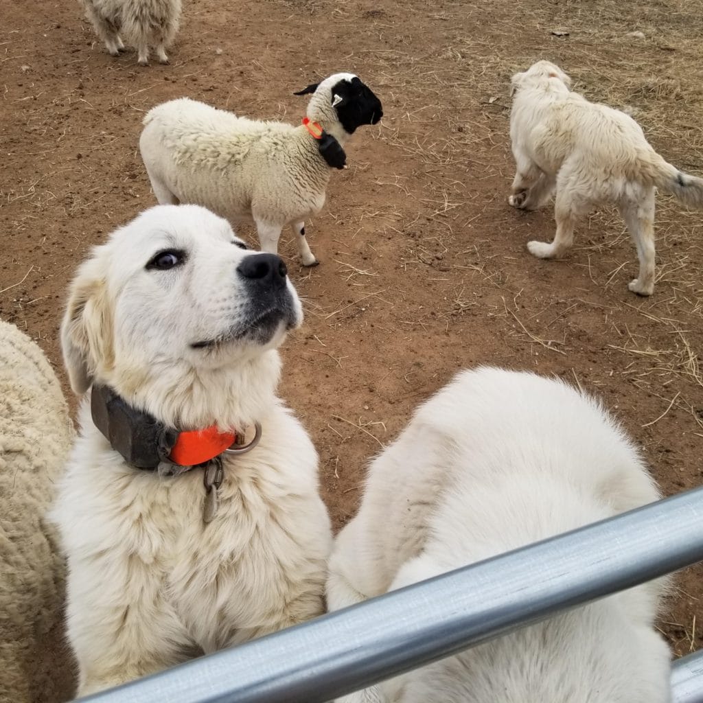Livestock GPS