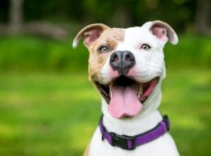 GPS collars for dogs