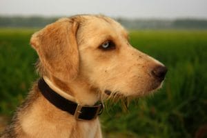 dog gps collar